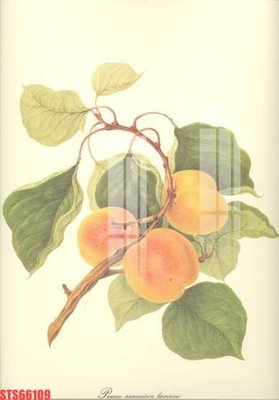 Download file tranh Tranh sơn dầu phương tây tổng hợp STS66109 (file gốc PSD)