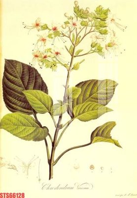 File gốc Tranh sơn dầu phương tây tổng hợp STS66128 (bản quyền) cho in ấn