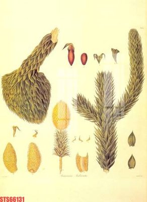 Tải file Tranh sơn dầu phương tây tổng hợp STS66131 (PSD) cho in tranh kính