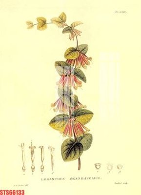 Hình ảnh file gốc in trần nhà Tranh sơn dầu phương tây tổng hợp STS66133