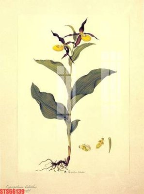 File tranh Tranh sơn dầu phương tây tổng hợp STS66139 (gốc) in vải canvas