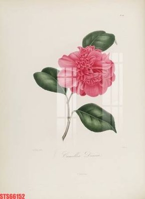 File gốc Tranh sơn dầu phương tây tổng hợp STS66152 (in lụa) hoa văn cổ điển