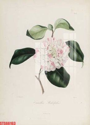 Download file gốc Tranh sơn dầu phương tây tổng hợp STS66163 (độ nét cao)