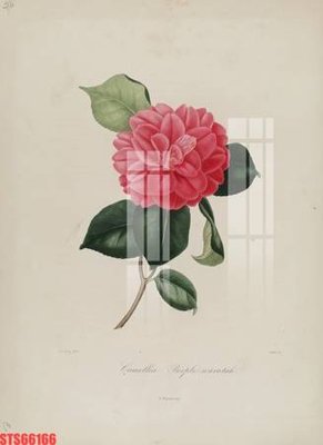 File gốc in mica Tranh sơn dầu phương tây tổng hợp STS66166 chất lượng