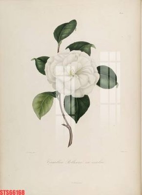 File PSD Tranh sơn dầu phương tây tổng hợp STS66168 (nguyên gốc) chất lượng cao