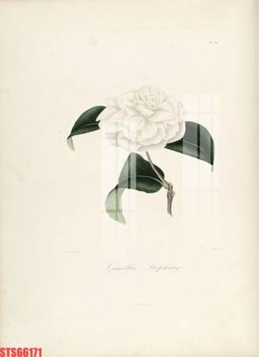 Tải file Tranh sơn dầu phương tây tổng hợp STS66171 (ảnh gốc) in tranh kính