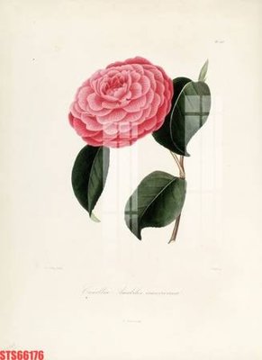 File tranh Tranh sơn dầu phương tây tổng hợp STS66176 (gốc) chủ đề động vật