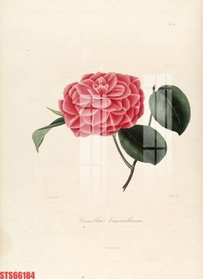 Tải file gốc Tranh sơn dầu phương tây tổng hợp STS66184 (in tráng gương) siêu đẹpFile tranh gốc Tranh sơn dầu phương tây tổng hợp STS66184 chất lượng cao