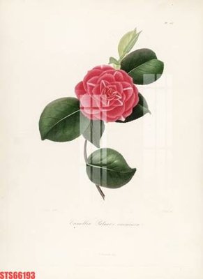 File gốc Tranh sơn dầu phương tây tổng hợp STS66193 (thiết kế) cho in ấn