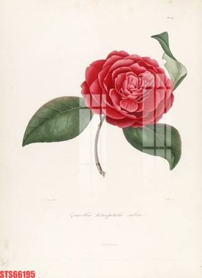 Cung cấp file tranh gốc Tranh sơn dầu phương tây tổng hợp STS66195 độc quyền