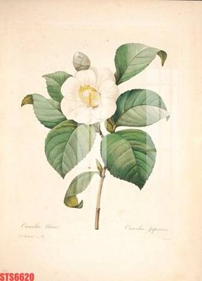 File gốc Tranh sơn dầu phương tây tổng hợp STS6620 (AI/EPS) cho in ấn