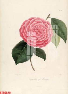 File PSD Tranh sơn dầu phương tây tổng hợp STS66211 (bản gốc) dễ dàng edit