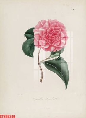 File PSD Tranh sơn dầu phương tây tổng hợp STS66240 (gốc) tách lớp chi tiết