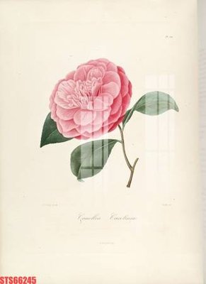 File gốc Tranh sơn dầu phương tây tổng hợp STS66245 (phiên bản chuẩn) để in ấn