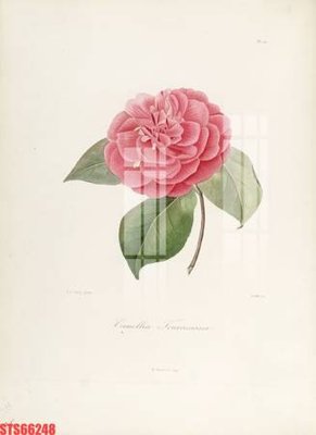 File ảnh gốc Tranh sơn dầu phương tây tổng hợp STS66248 không vỡ nét