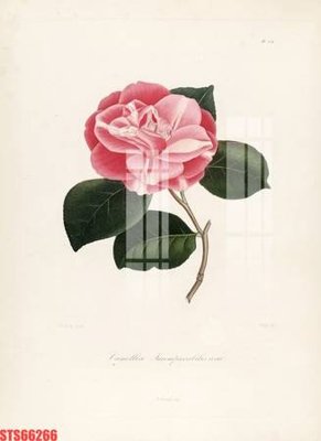 Tải file Tranh sơn dầu phương tây tổng hợp STS66266 (gốc) làm file tranh quảng cáo