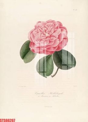 File in ấn Tranh sơn dầu phương tây tổng hợp STS66267 (bản gốc) cao cấp