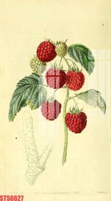 Tải file tranh Tranh sơn dầu phương tây tổng hợp STS6627 (ảnh gốc) ngay