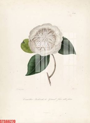 File tranh Tranh sơn dầu phương tây tổng hợp STS66270 (gốc) chủ đề thiên nhiên