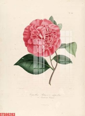 Tải file Tranh sơn dầu phương tây tổng hợp STS66283 (gốc) để in ấn ngay