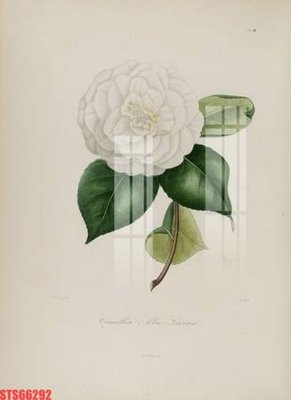 Hình ảnh file gốc Tranh sơn dầu phương tây tổng hợp STS66292 cho in UV