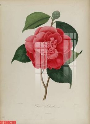 File gốc Tranh sơn dầu phương tây tổng hợp STS66299 (phong cách) châu Âu