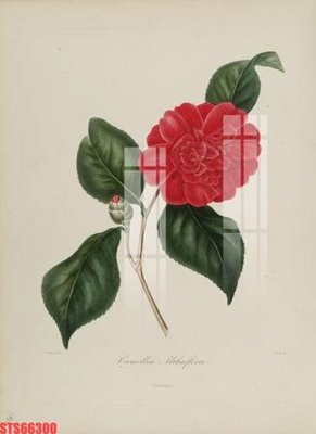 File gốc Tranh sơn dầu phương tây tổng hợp STS66300 (in tráng gương) ốp tường