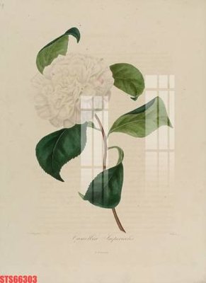 File tranh quảng cáo Tranh sơn dầu phương tây tổng hợp STS66303 (download file gốc)