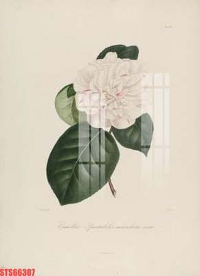 File tranh in mica Tranh sơn dầu phương tây tổng hợp STS66307 (độ phân giải cao)