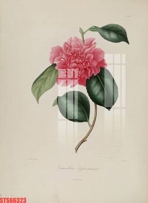 Ảnh gốc Tranh sơn dầu phương tây tổng hợp STS66323 (nét căng) in mica