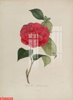 File tranh Tranh sơn dầu phương tây tổng hợp STS66326 (bản gốc) treo tường