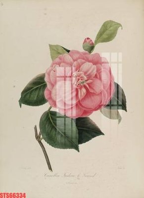 File gốc Tranh sơn dầu phương tây tổng hợp STS66334 (PNG) chất lượng cao