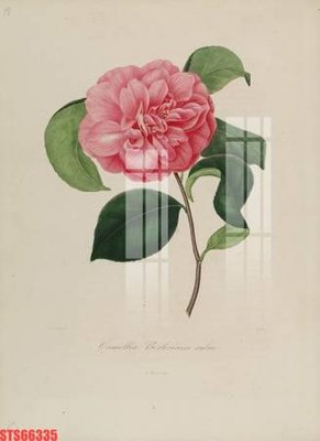 File tranh gốc Tranh sơn dầu phương tây tổng hợp STS66335 (bản quyền) độc đáo