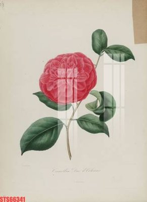 Hình ảnh file gốc Tranh sơn dầu phương tây tổng hợp STS66341 cho in UV