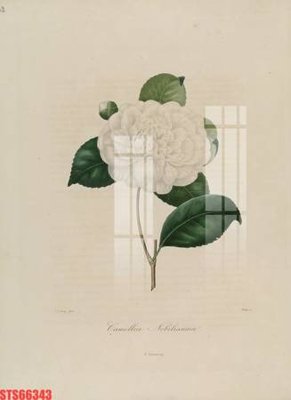 File gốc Tranh sơn dầu phương tây tổng hợp STS66343 (in lụa) chi tiết cao