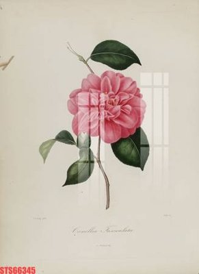 File in ấn cao cấp Tranh sơn dầu phương tây tổng hợp STS66345 (file gốc)