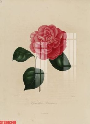 Tệp tin gốc Tranh sơn dầu phương tây tổng hợp STS66348 (dùng cho in) Tranh sơn dầu phương tây tổng hợp STS66348