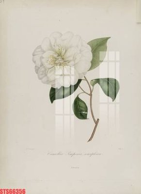 Tải file Tranh sơn dầu phương tây tổng hợp STS66356 (ảnh gốc) độ phân giải 300dpi