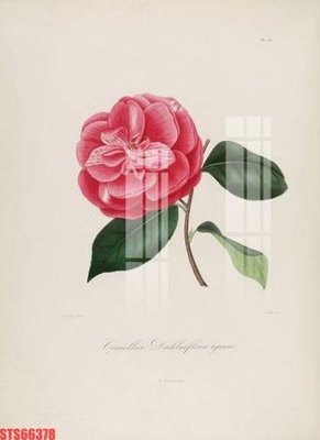 Mua file gốc Tranh sơn dầu phương tây tổng hợp STS66378 (PSD) tại Filetranh.com