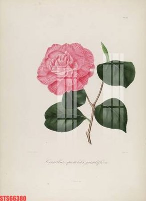 File tranh Tranh sơn dầu phương tây tổng hợp STS66380 (ảnh gốc) in trần xuyên sáng