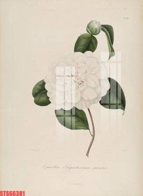 File gốc Tranh sơn dầu phương tây tổng hợp STS66381 (chuẩn màu) cho in offset