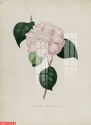 Tải file Tranh sơn dầu phương tây tổng hợp STS66391 (gốc) làm tranh treo tường