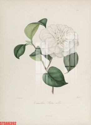 File tranh Tranh sơn dầu phương tây tổng hợp STS66392 (bản gốc) treo quán cafe