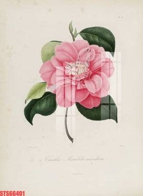 File gốc Tranh sơn dầu phương tây tổng hợp STS66401 (phong cách) châu Âu