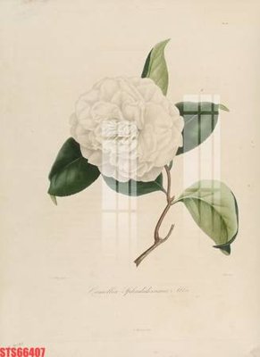 File gốc Tranh sơn dầu phương tây tổng hợp STS66407 (in tráng gương) ốp tường