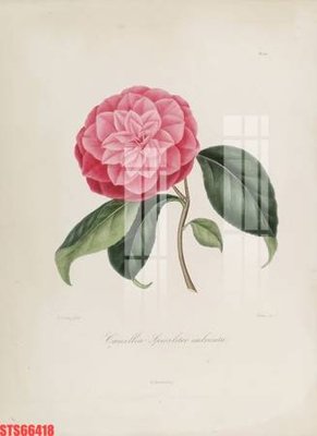 File in trần Tranh sơn dầu phương tây tổng hợp STS66418 (bản gốc) mây trời