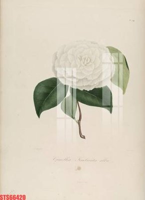 File in ấn cao cấp Tranh sơn dầu phương tây tổng hợp STS66420 (file gốc)