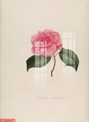 File ảnh Tranh sơn dầu phương tây tổng hợp STS66421 (gốc) in poster