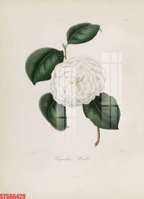 Download file gốc Tranh sơn dầu phương tây tổng hợp STS66429 (in mica) trang trí