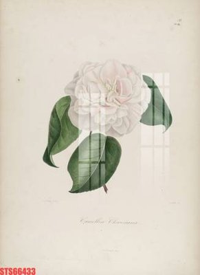 Download file Tranh sơn dầu phương tây tổng hợp STS66433 (chất lượng in ấn)